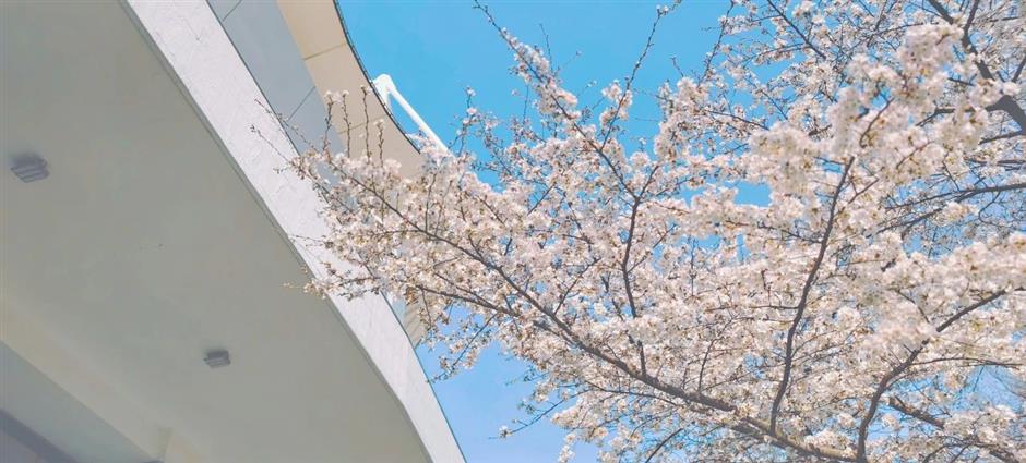 樱花开了!虹口都市樱花节好看又好逛