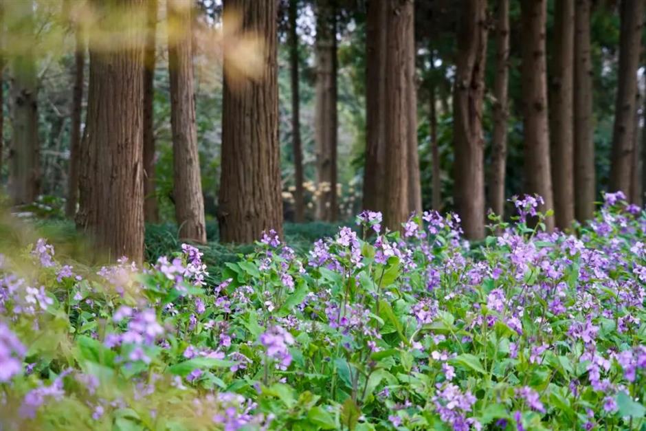 低头农作,抬头赏花,春日郊游好去处
