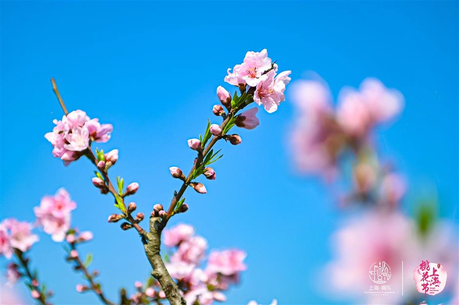 春日浪漫藏不住!2024上海桃花节盛大开幕