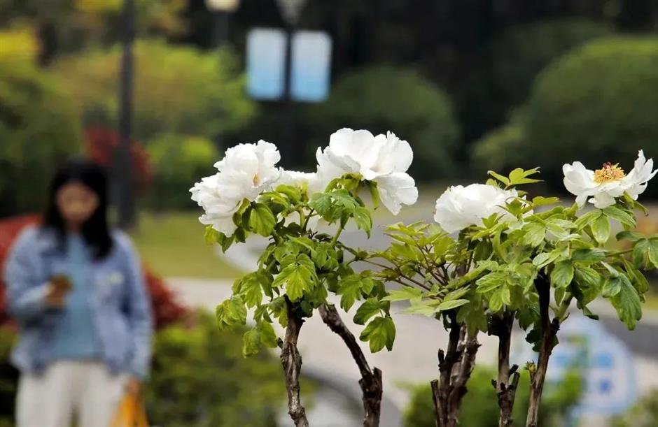 到金山廊下,方知「唯有牡丹真国色」!