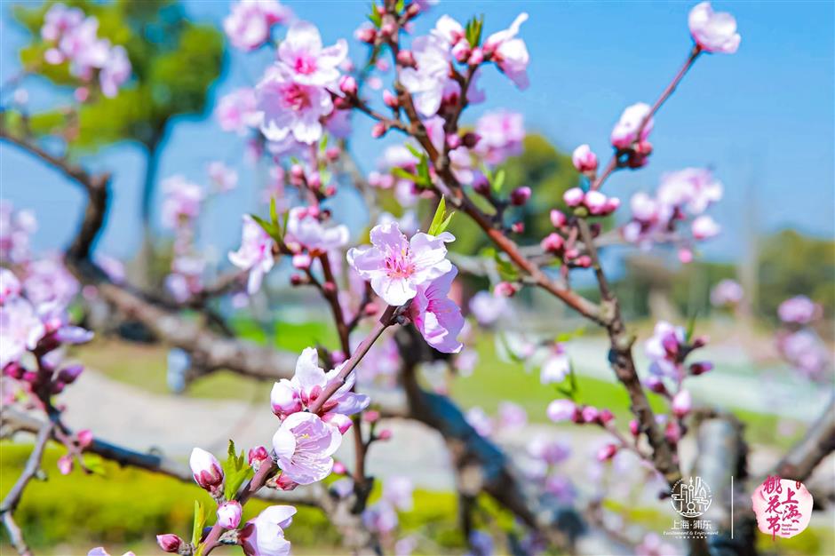 春日浪漫藏不住!2024上海桃花节盛大开幕