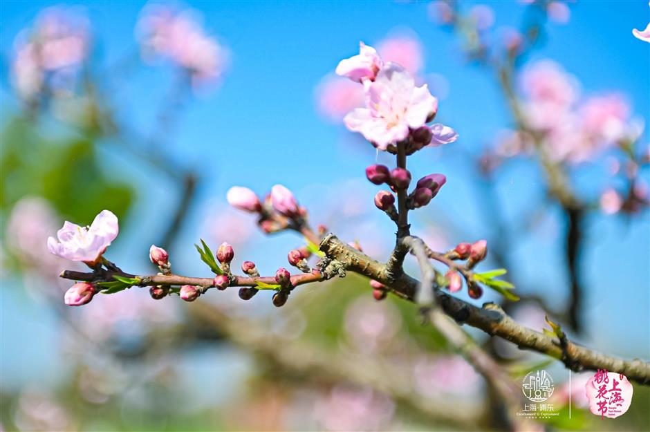 春日浪漫藏不住!2024上海桃花节盛大开幕