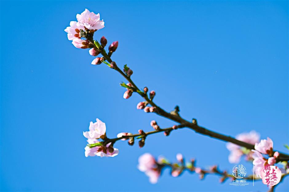 春日浪漫藏不住!2024上海桃花节盛大开幕