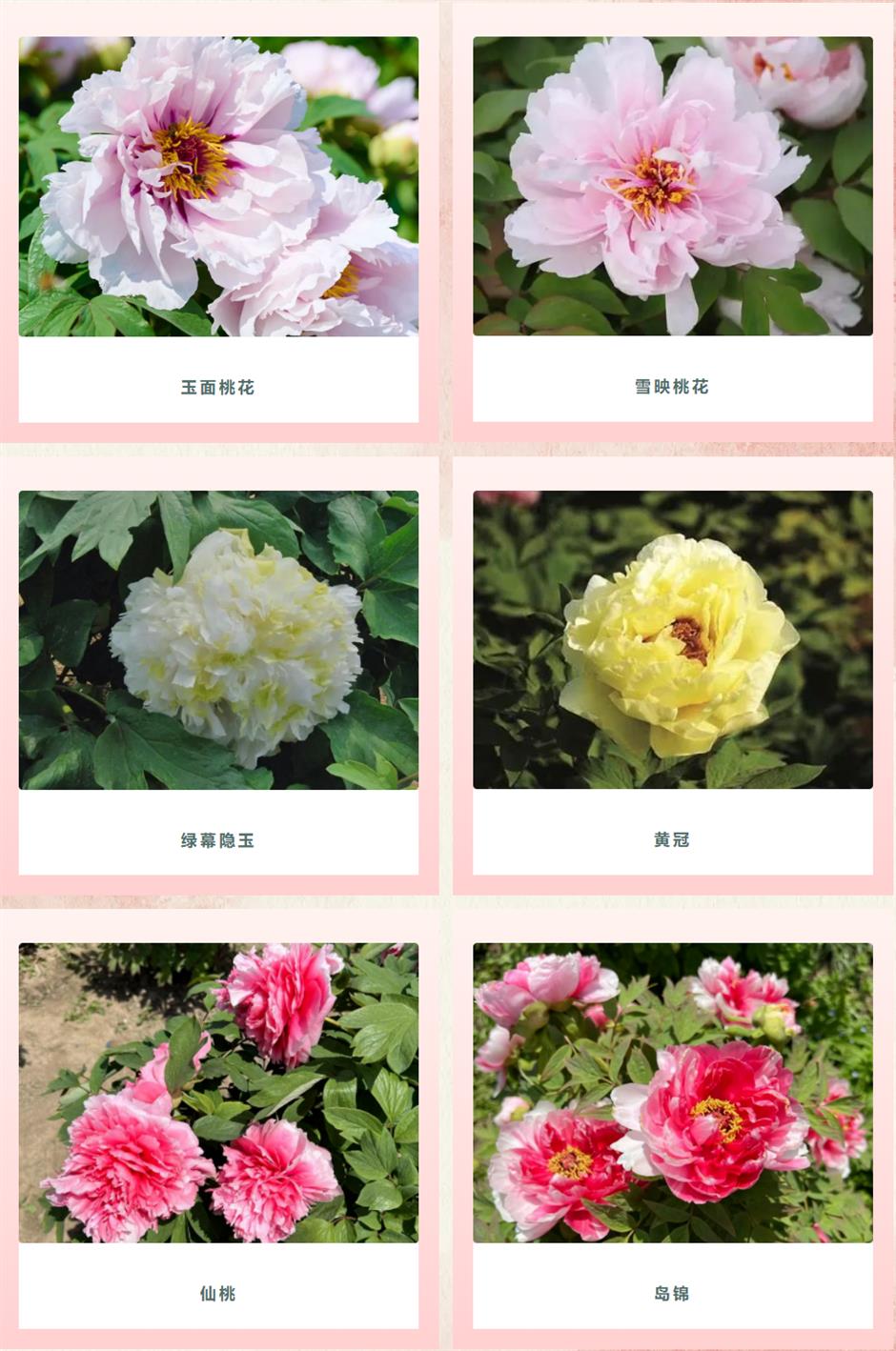 到金山廊下,方知「唯有牡丹真国色」!