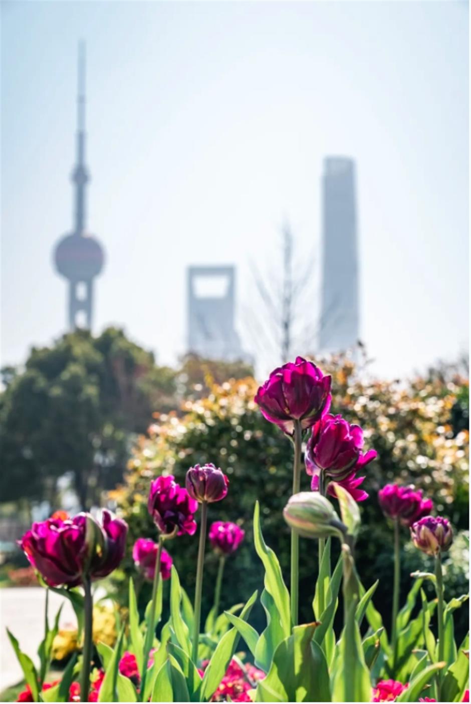 外滩絕美郁金香Citywalk路線快收藏!