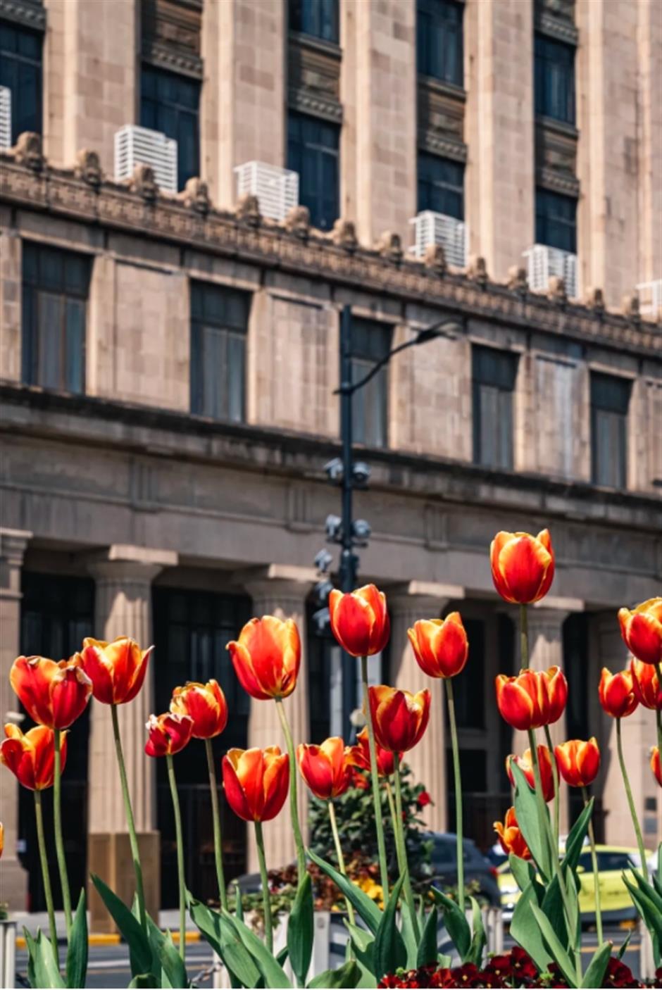外滩絕美郁金香Citywalk路線快收藏!
