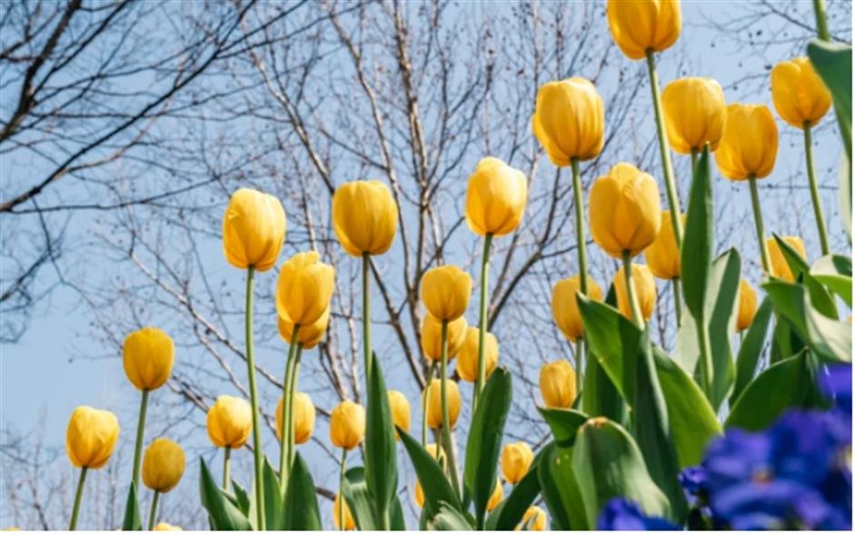 外滩絕美郁金香Citywalk路線快收藏!