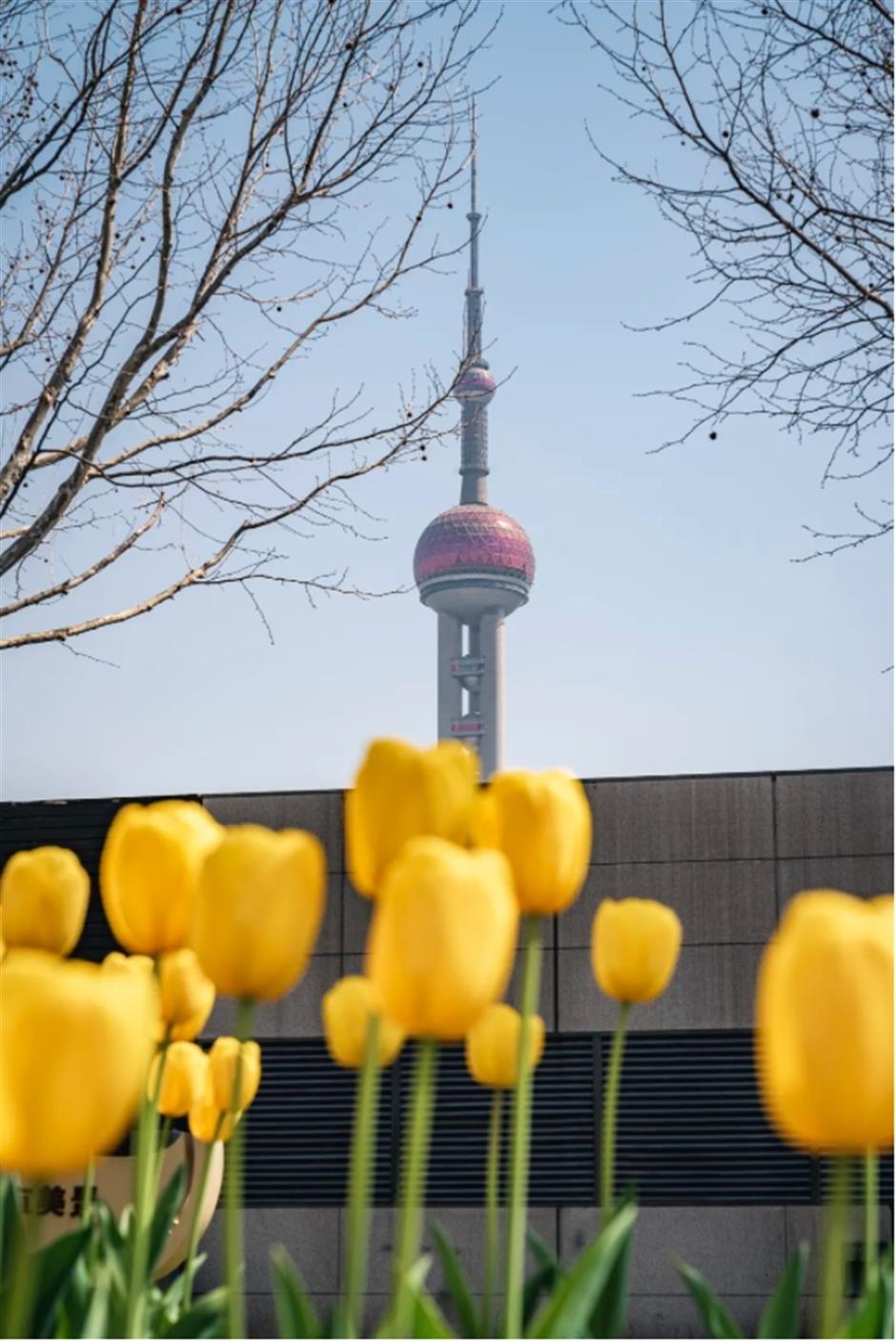 外滩絕美郁金香Citywalk路線快收藏!
