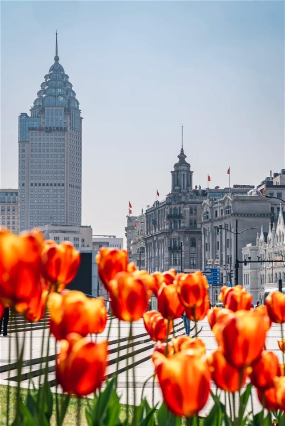 外滩絕美郁金香Citywalk路線快收藏!