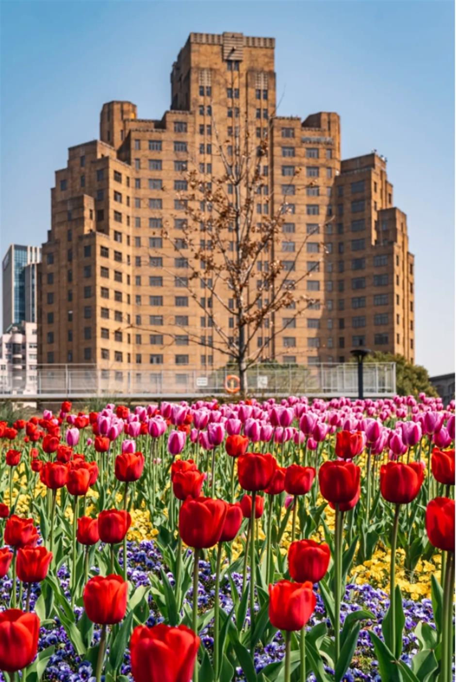 外滩絕美郁金香Citywalk路線快收藏!