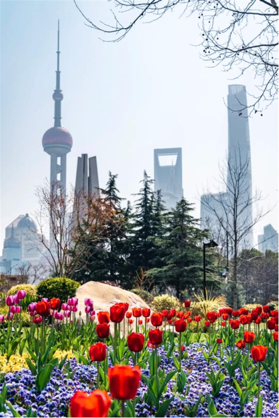 外滩絕美郁金香Citywalk路線快收藏!