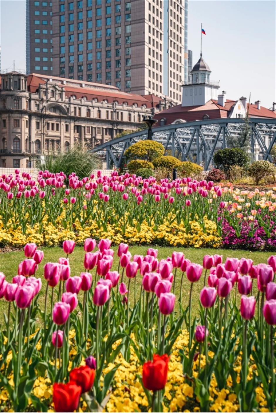 外滩絕美郁金香Citywalk路線快收藏!