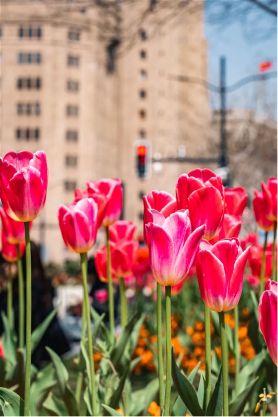 外滩絕美郁金香Citywalk路線快收藏!