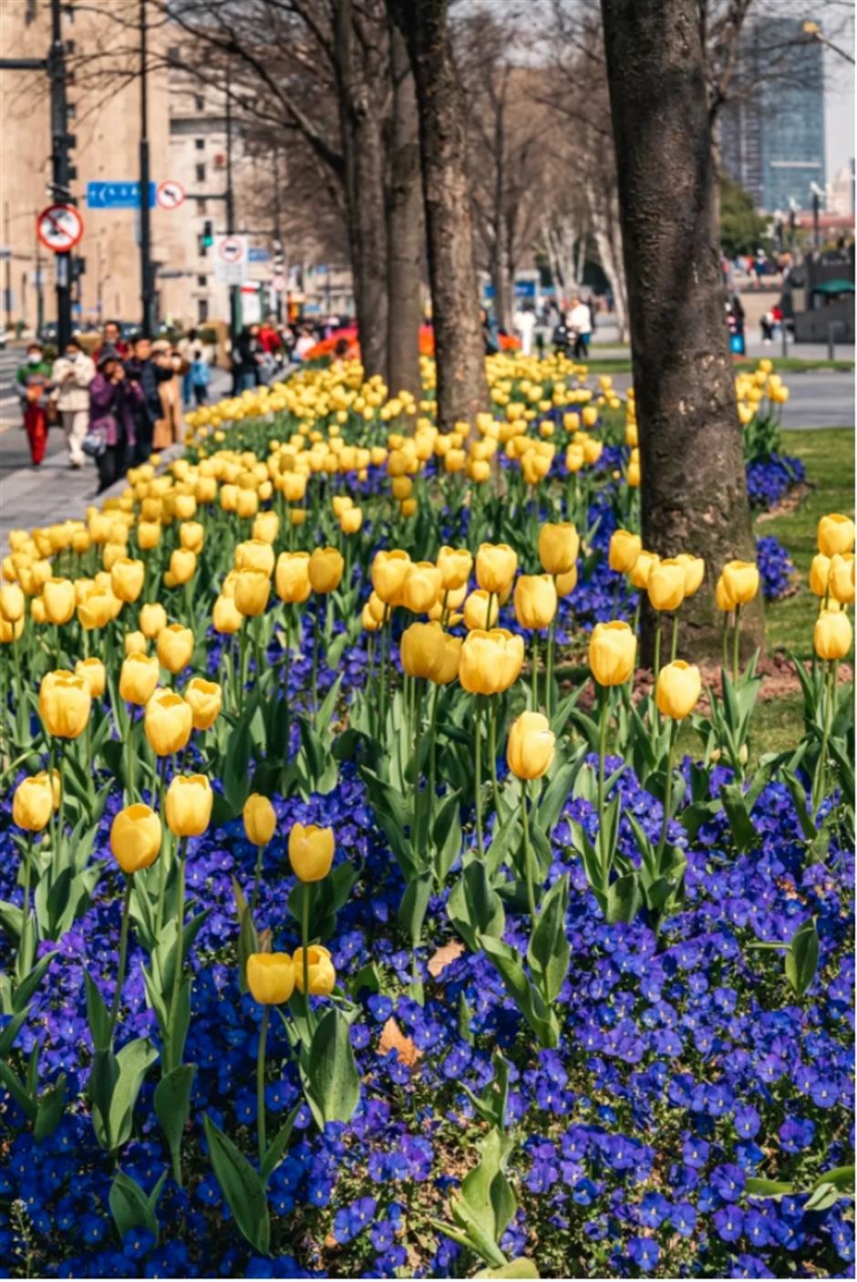 外滩絕美郁金香Citywalk路線快收藏!
