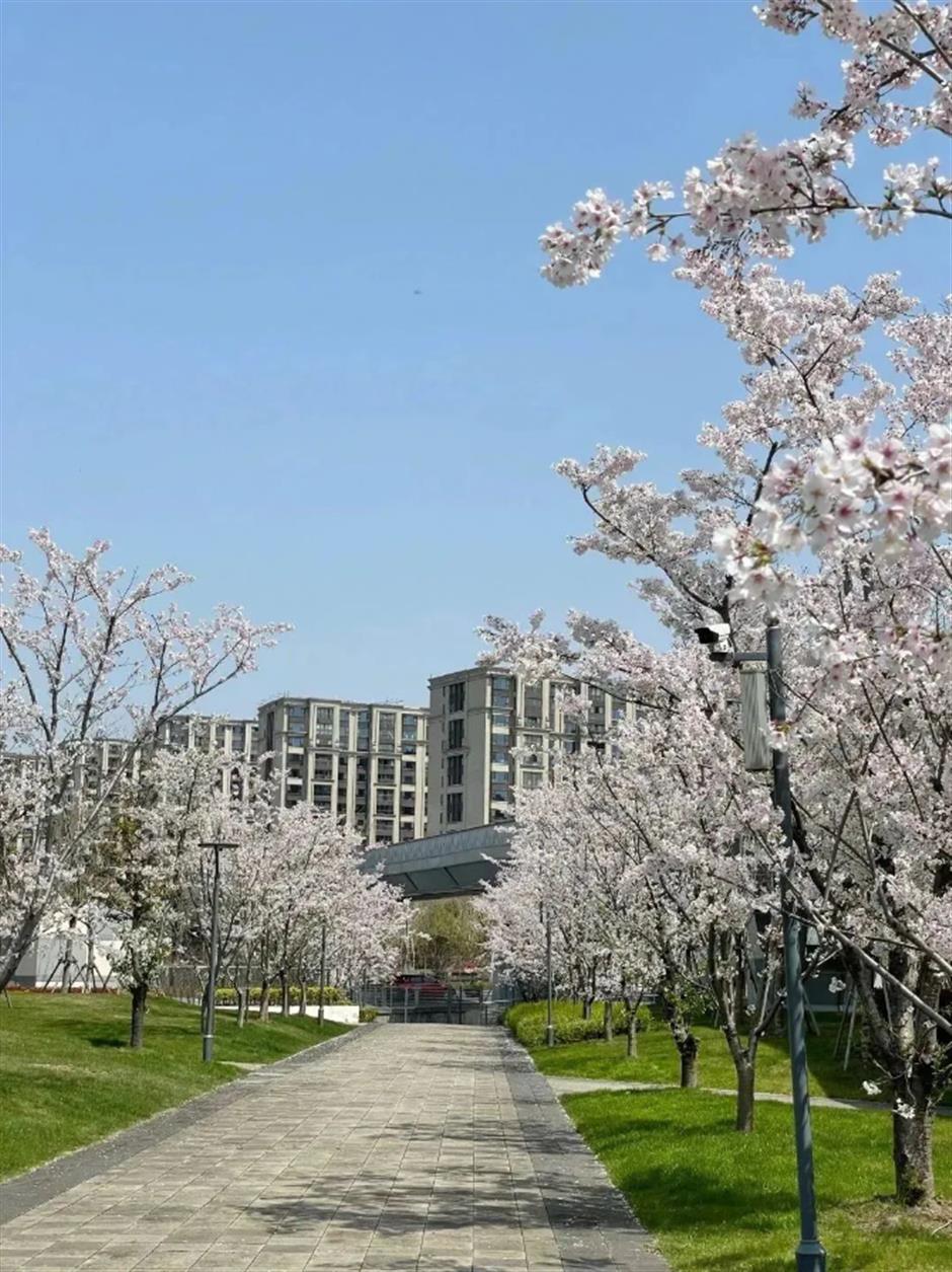 来一场春日半马苏河公园citywalk~