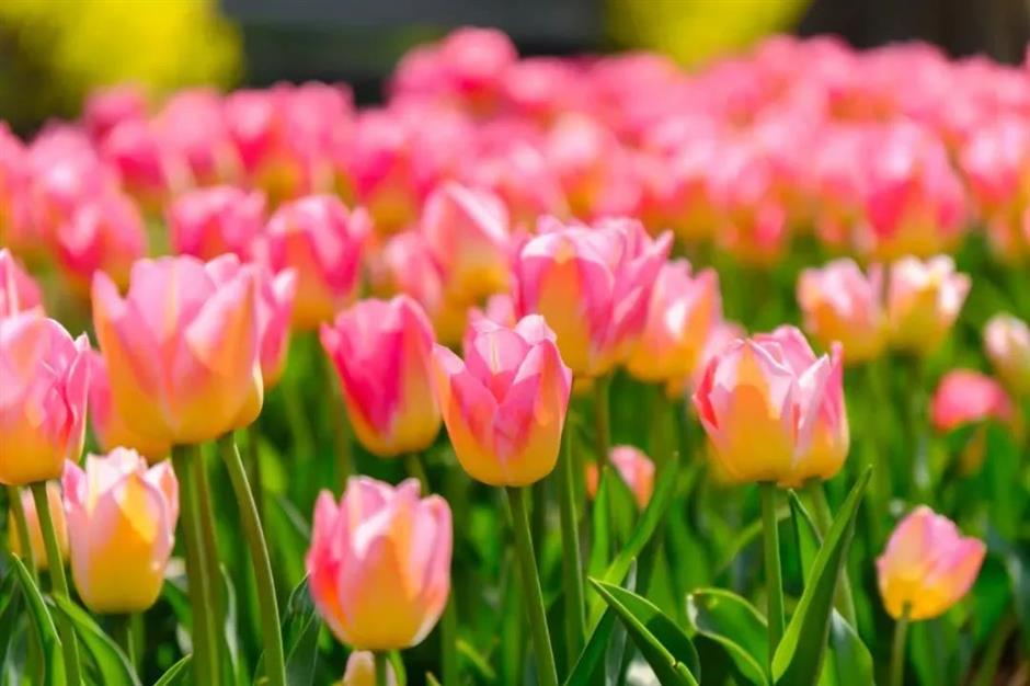 美成了油画!春日