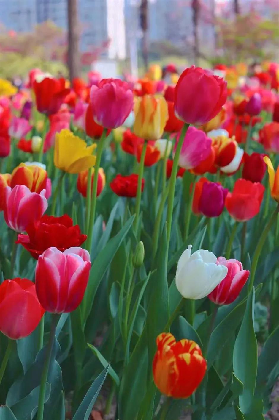 美成了油画!春日