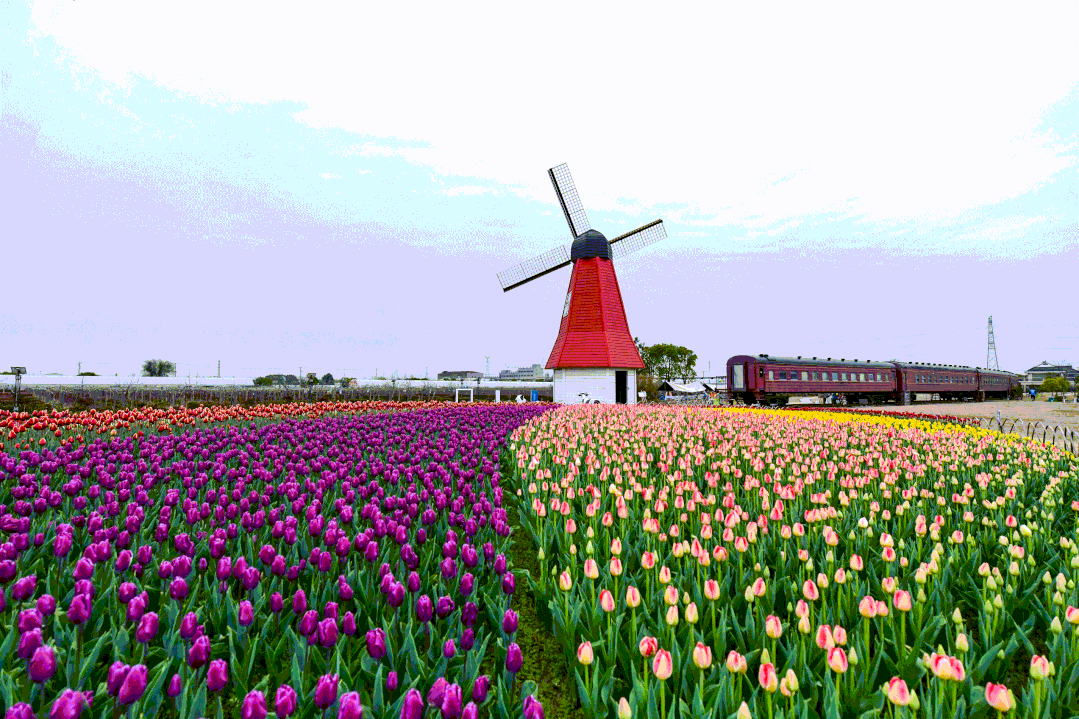 美成了油画!春日