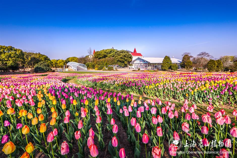 美成了油画!春日