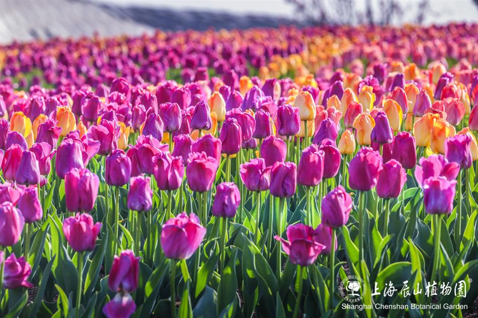 美成了油画!春日