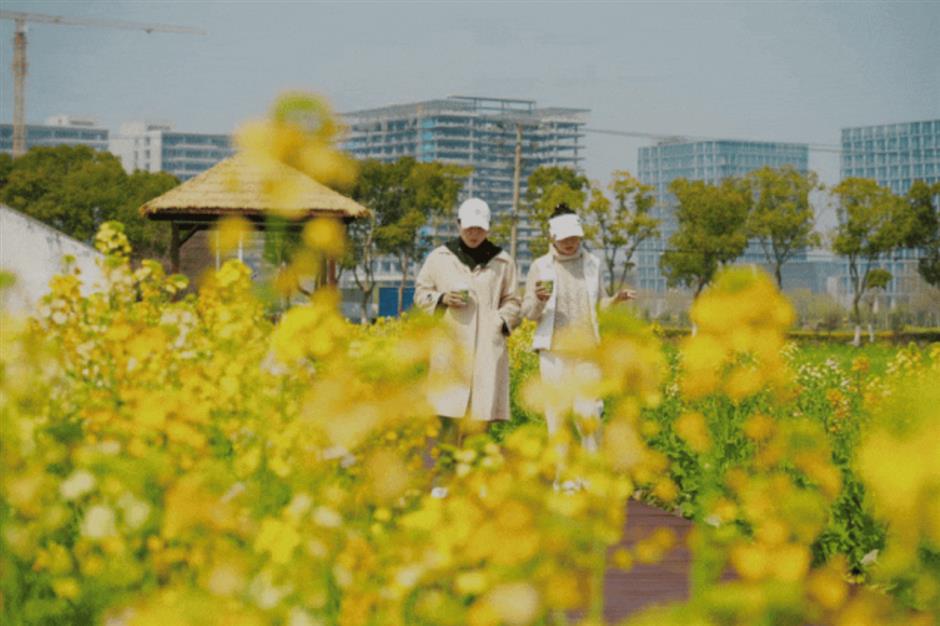 油菜花开~是你想要的那片花海