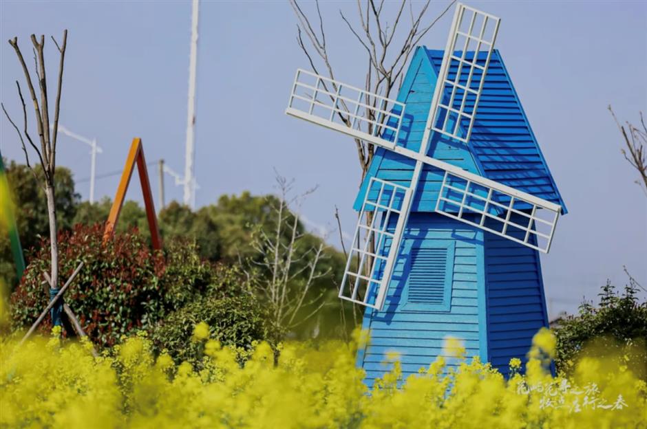 油菜花开~是你想要的那片花海