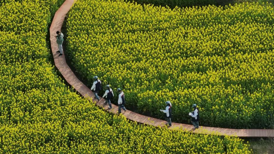 油菜花开~是你想要的那片花海