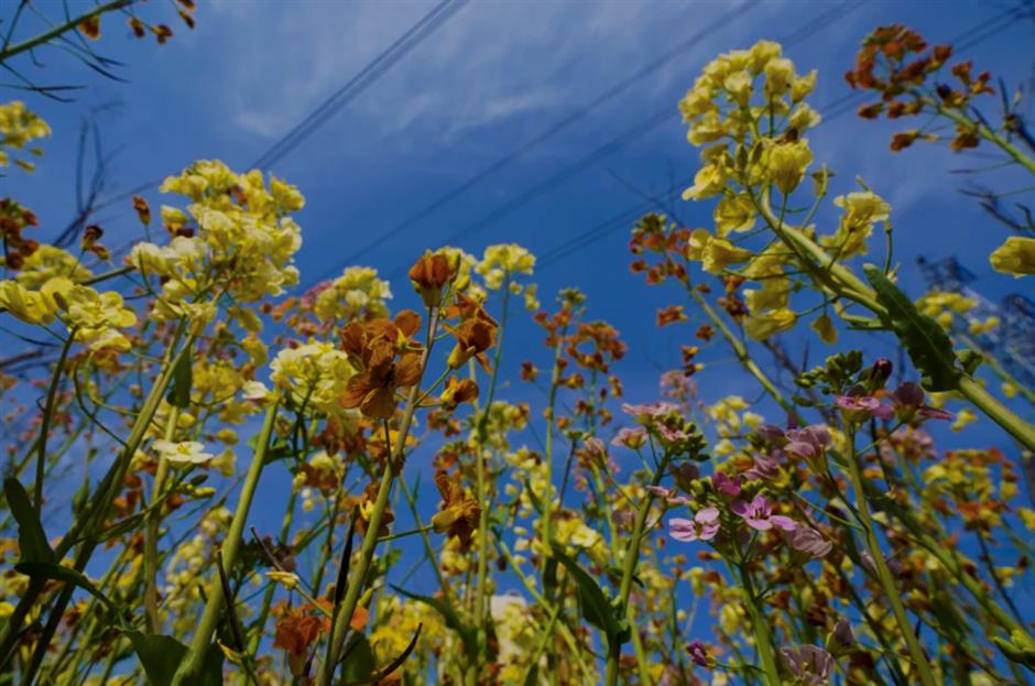 油菜花开~是你想要的那片花海