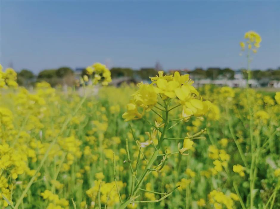 油菜花开~是你想要的那片花海
