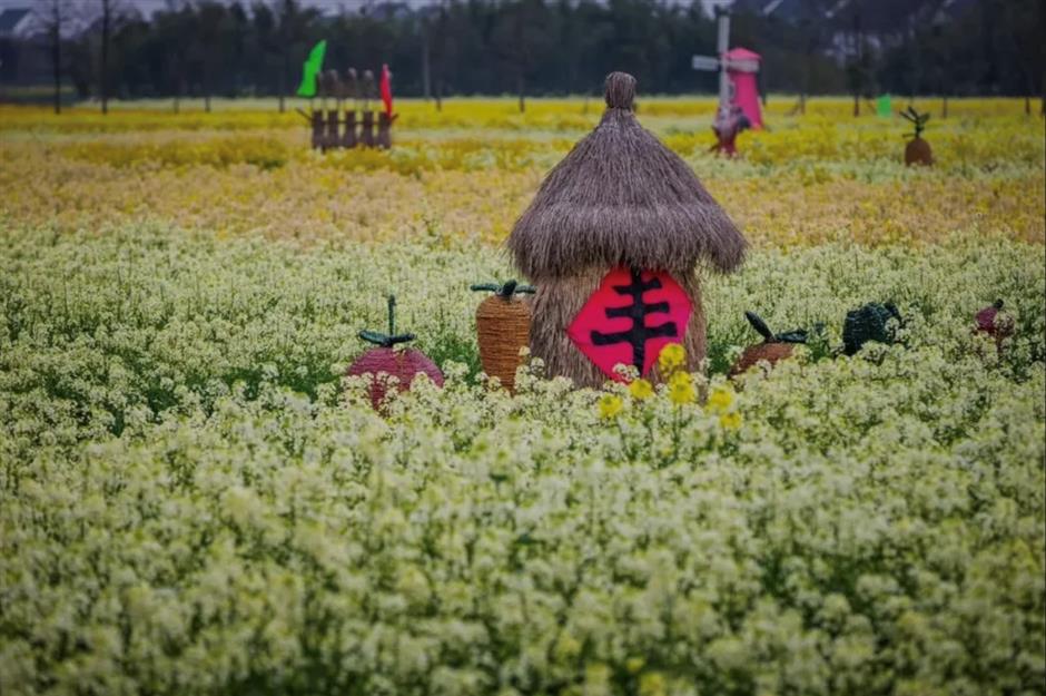 油菜花开~是你想要的那片花海
