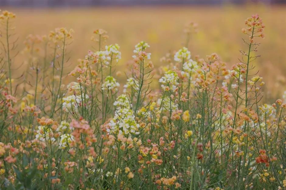 油菜花开~是你想要的那片花海