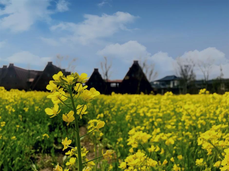 油菜花开~是你想要的那片花海