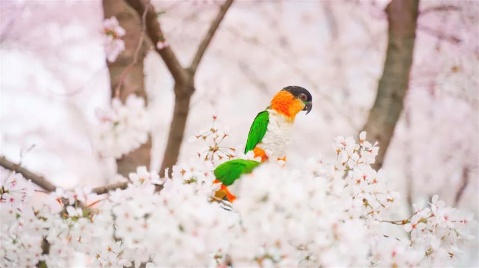 上海1500米绝美樱花大道打卡指南