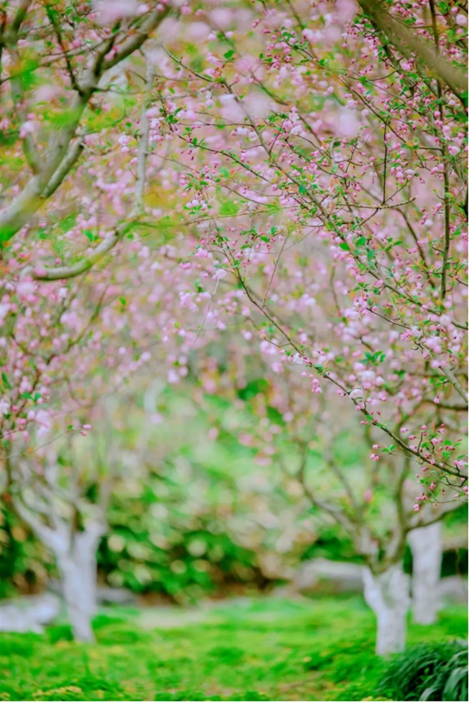 这条线路春色正浓,带你走进江南诗画里