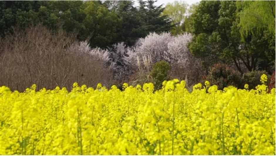 这条线路春色正浓,带你走进江南诗画里