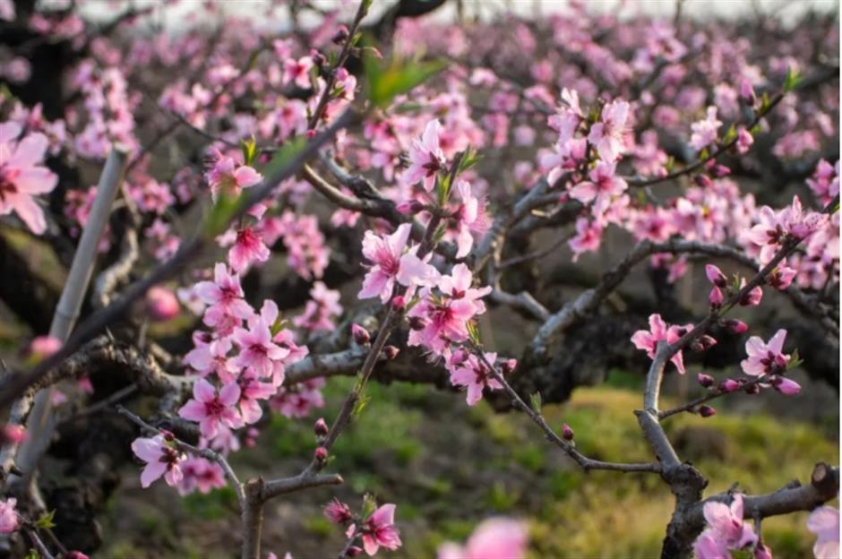 清明假日本市共接待游客664.10万人次