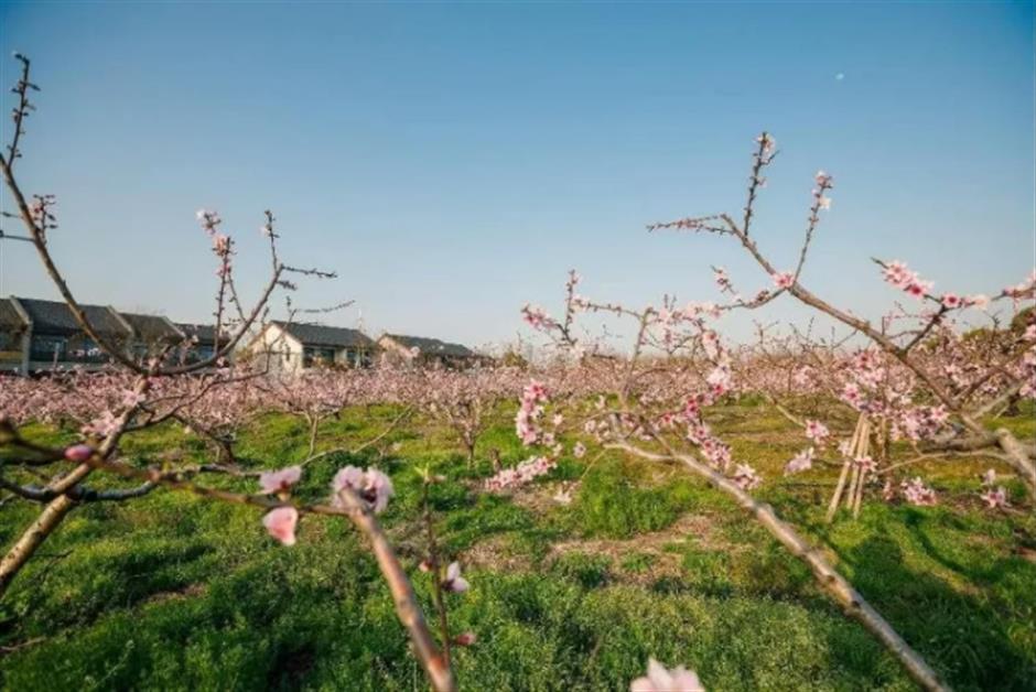 桃花朵朵开,来接住春天的浪漫