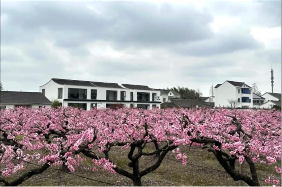 桃花朵朵开,来接住春天的浪漫