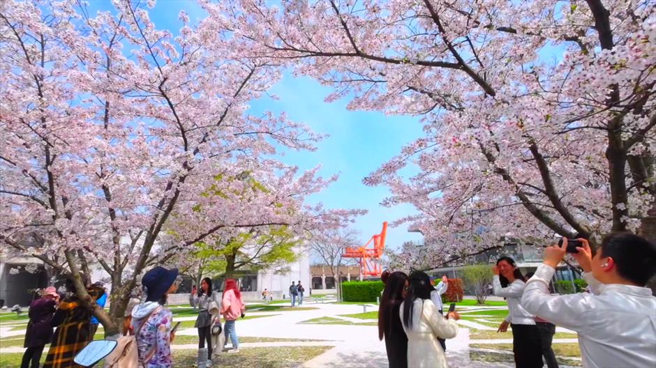 上海免费開放的1500米最美櫻花大道夢幻繽紛!在西岸來一場櫻花味Citywalk→