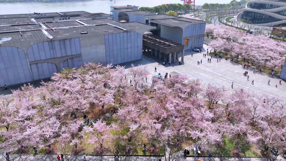 上海免费開放的1500米最美櫻花大道夢幻繽紛!在西岸來一場櫻花味Citywalk→