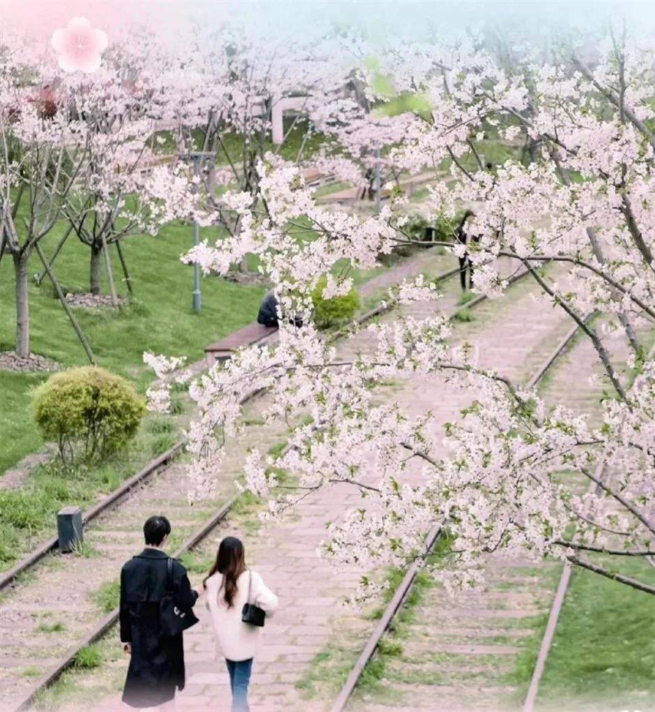 上海免费開放的1500米最美櫻花大道夢幻繽紛!在西岸來一場櫻花味Citywalk→