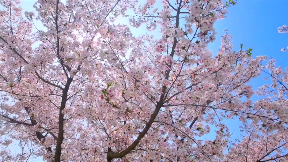 上海免费開放的1500米最美櫻花大道夢幻繽紛!在西岸來一場櫻花味Citywalk→