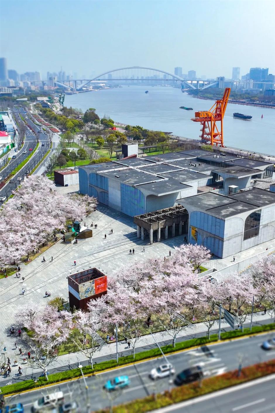 上海免费開放的1500米最美櫻花大道夢幻繽紛!在西岸來一場櫻花味Citywalk→