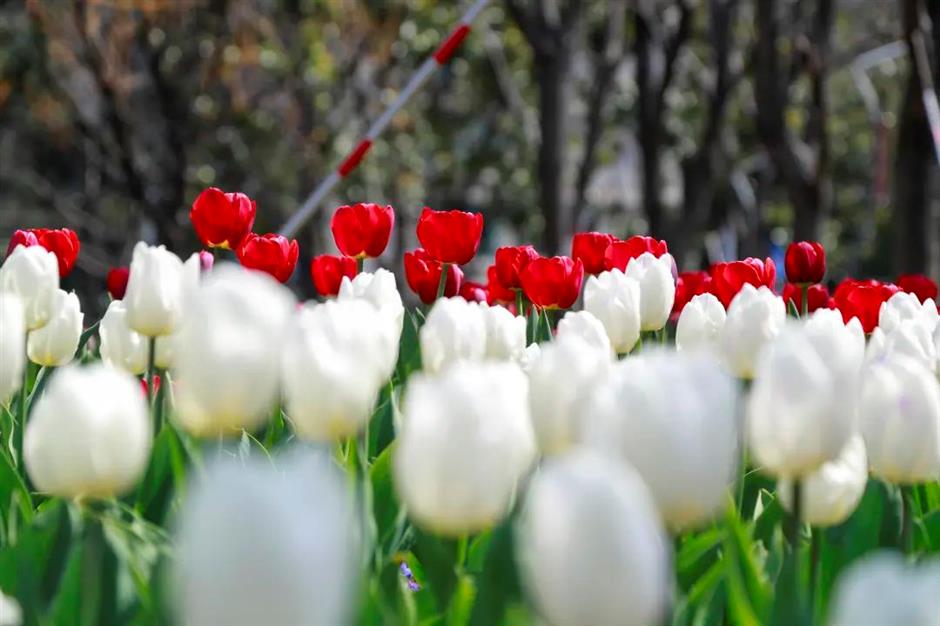 春日限定花海!黄浦江畔这座免费公园的郁金香美翻了→