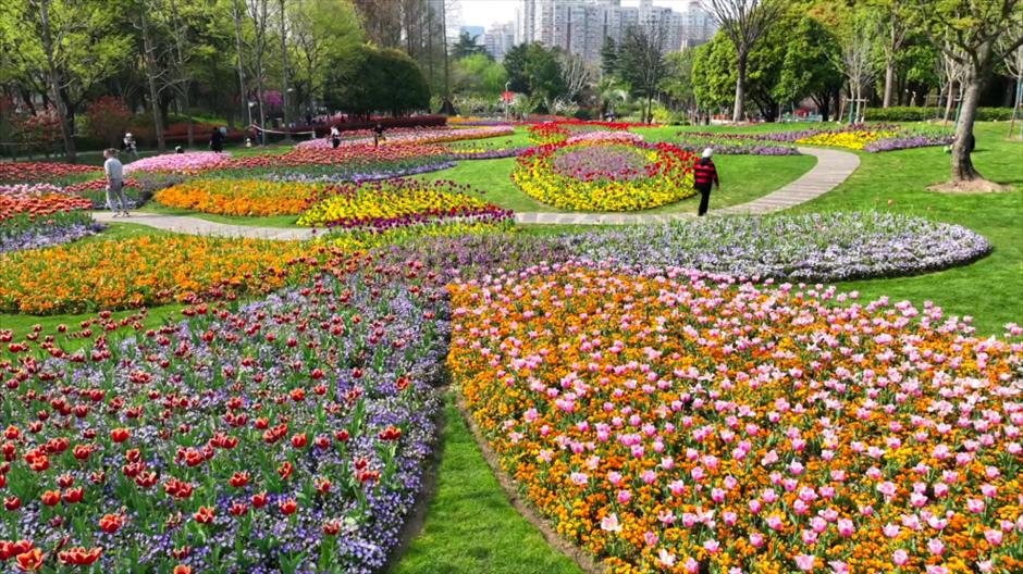 春日限定花海!黄浦江畔这座免费公园的郁金香美翻了→