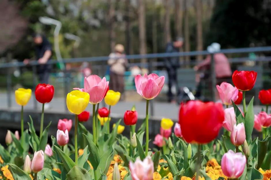 春日限定花海!黄浦江畔这座免费公园的郁金香美翻了→