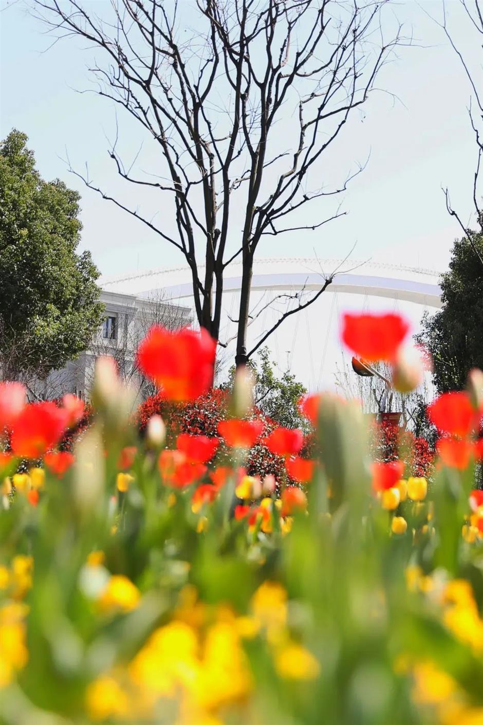 春日限定花海!黄浦江畔这座免费公园的郁金香美翻了→