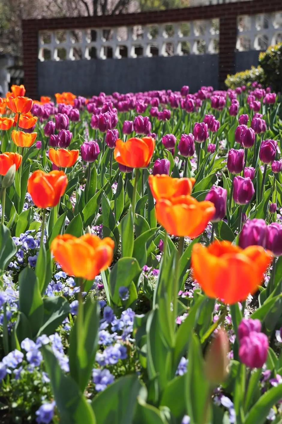 春日限定花海!黄浦江畔这座免费公园的郁金香美翻了→