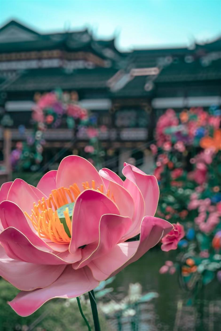 惊艳!百年九曲桥开出一朵巨型牡丹