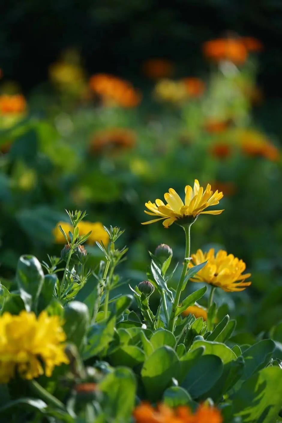 好玩好逛,春日治愈系被这里承包了